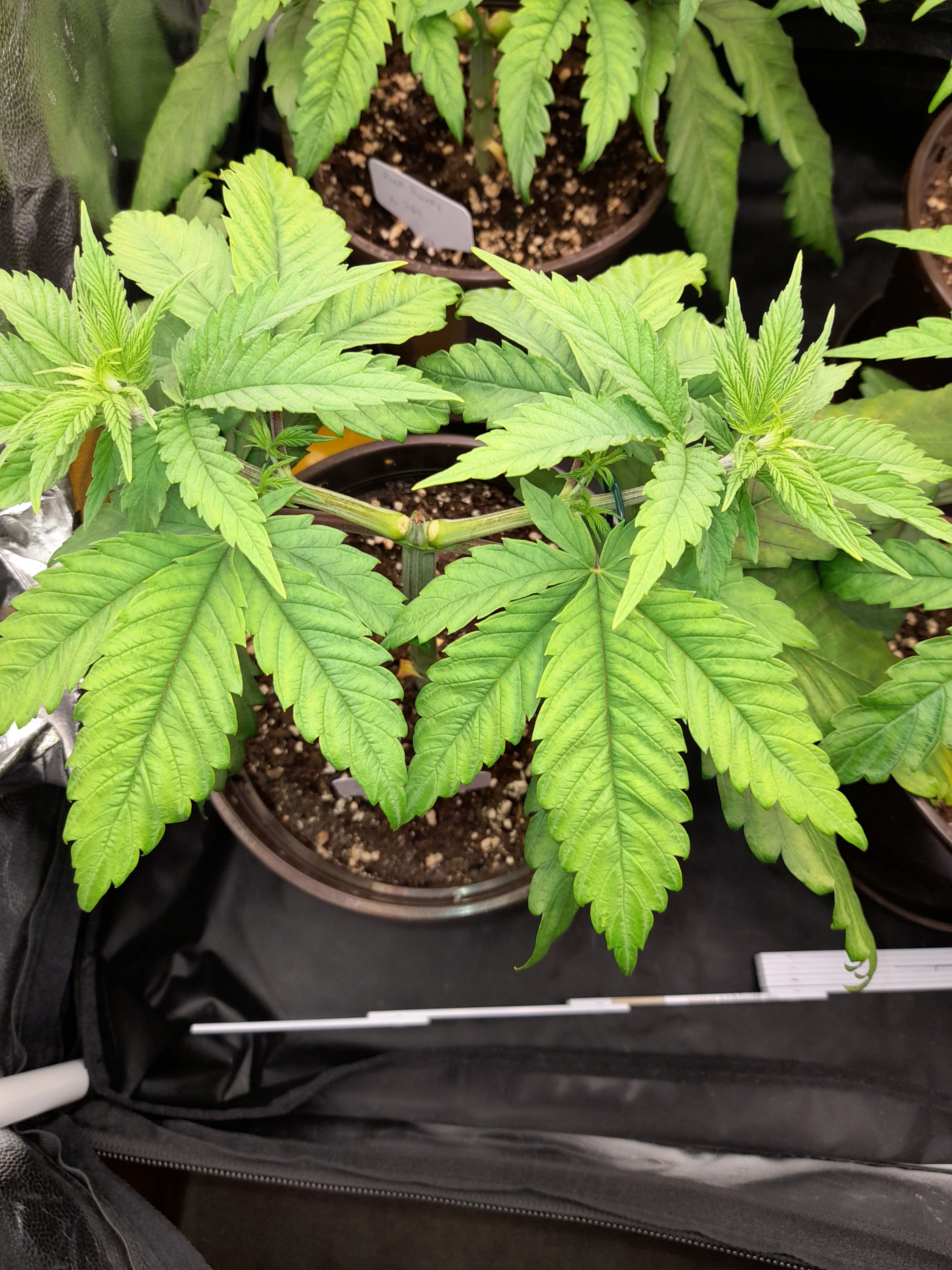 Fat Gorilla growlog photo 55