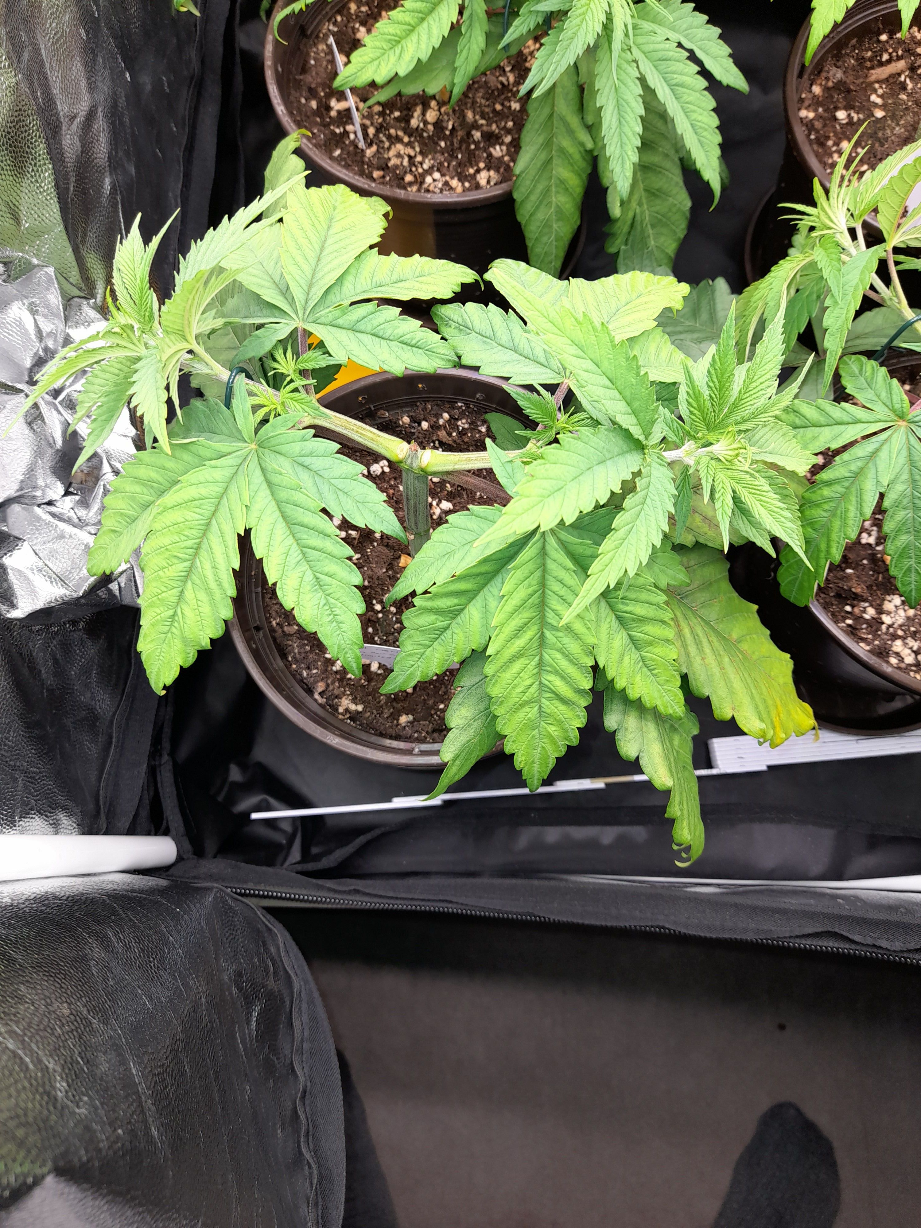 Fat Gorilla growlog photo 56