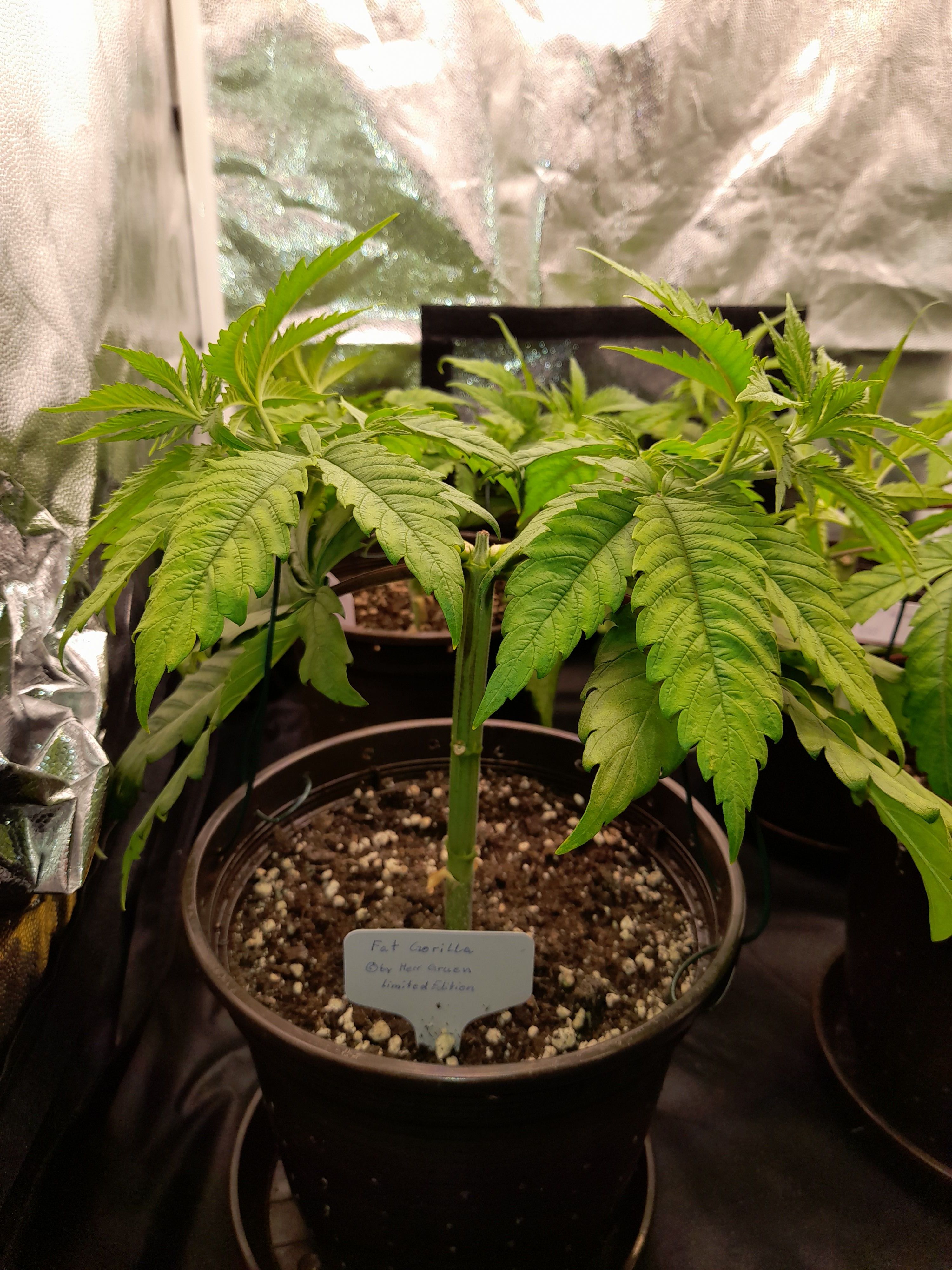 Fat Gorilla growlog photo 57