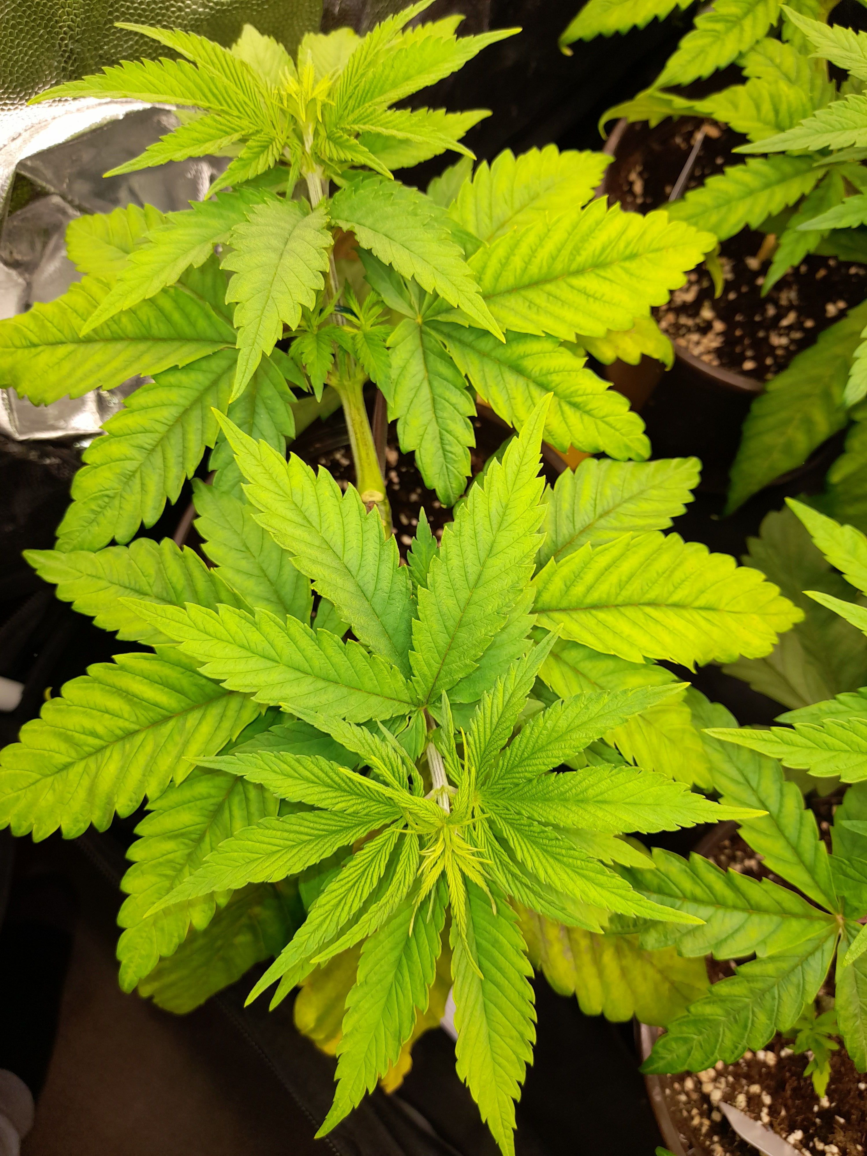 Fat Gorilla growlog photo 58