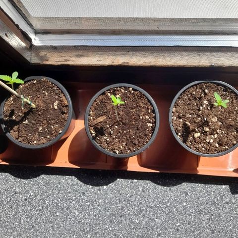 Gorilla Sherbet  growlog timeline photo