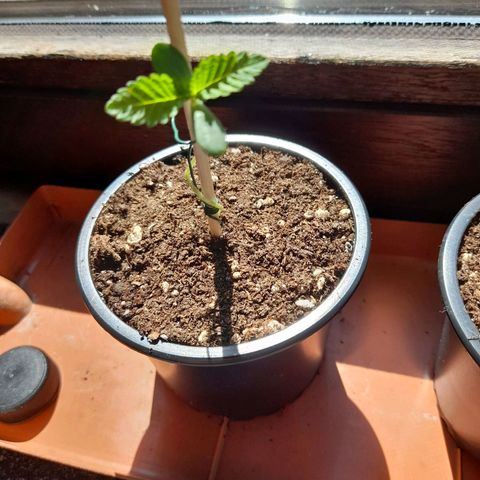 Gorilla Sherbet  growlog timeline photo