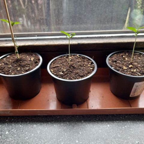 Gorilla Sherbet  growlog timeline photo