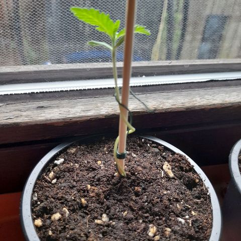 Gorilla Sherbet  growlog timeline photo