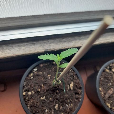 Gorilla Sherbet  growlog timeline photo