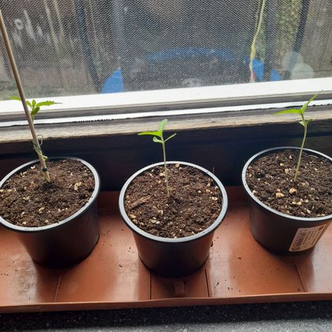 Gorilla Sherbet  growlog timeline photo