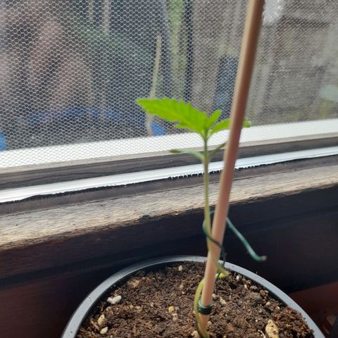 Gorilla Sherbet  growlog timeline photo