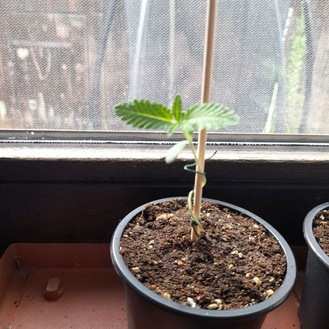 Gorilla Sherbet  growlog timeline photo