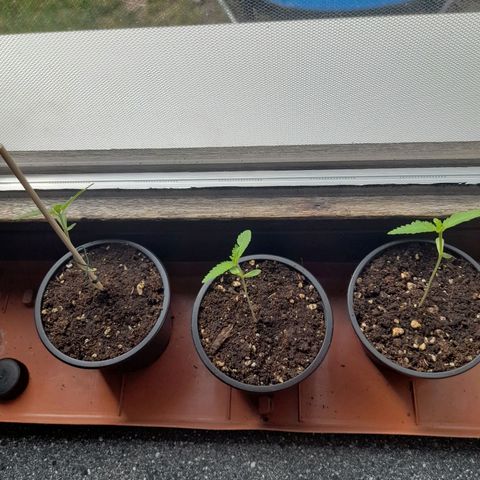 Gorilla Sherbet  growlog timeline photo