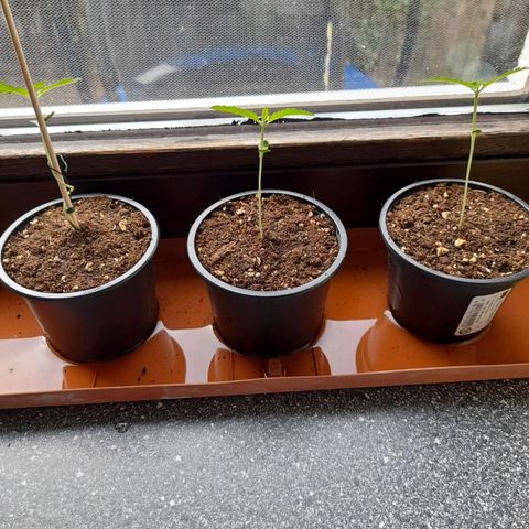 Gorilla Sherbet  growlog timeline photo