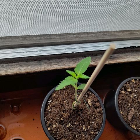 Gorilla Sherbet  growlog timeline photo