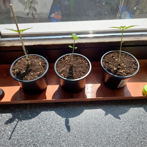 Gorilla Sherbet  growlog timeline photo