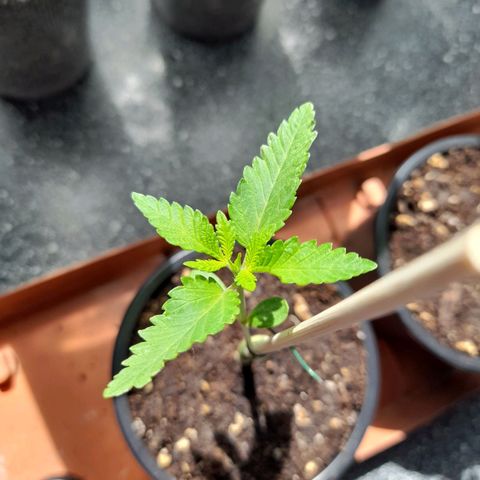 Gorilla Sherbet  growlog timeline photo