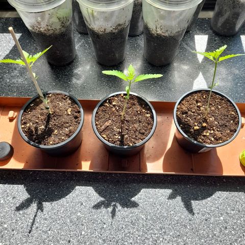 Gorilla Sherbet  growlog timeline photo