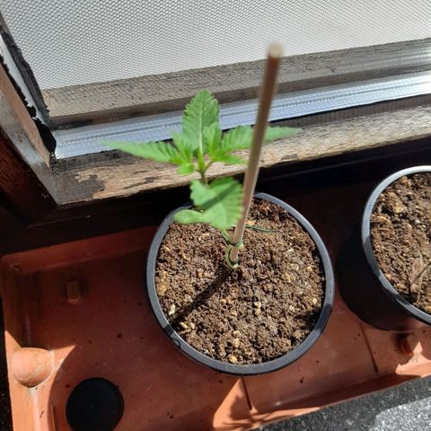 Gorilla Sherbet  growlog timeline photo