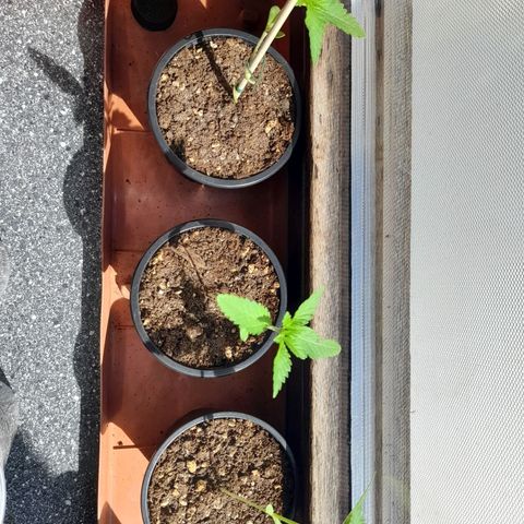 Gorilla Sherbet  growlog timeline photo