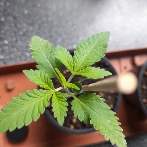 Gorilla Sherbet  growlog timeline photo