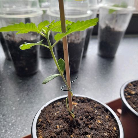 Gorilla Sherbet  growlog timeline photo