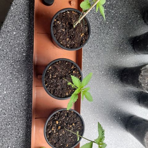 Gorilla Sherbet  growlog timeline photo