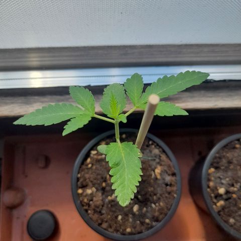 Gorilla Sherbet  growlog timeline photo