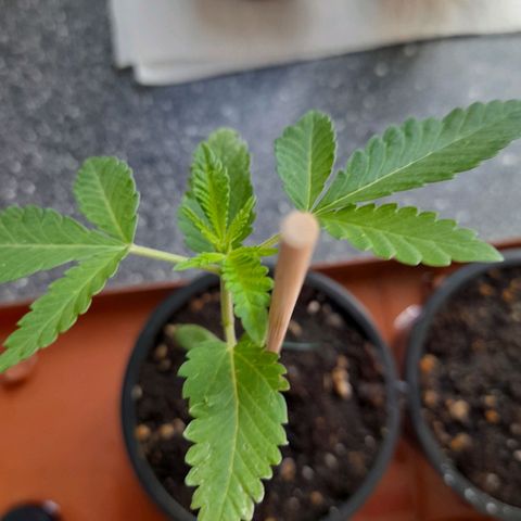 Gorilla Sherbet  growlog timeline photo