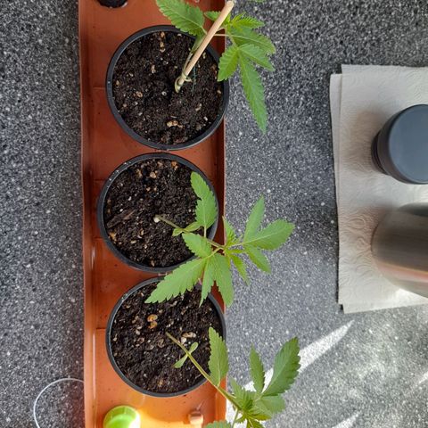 Gorilla Sherbet  growlog timeline photo