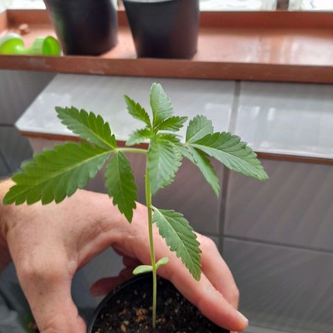 Gorilla Sherbet  growlog timeline photo