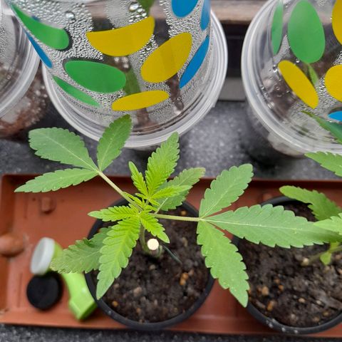 Gorilla Sherbet  growlog timeline photo