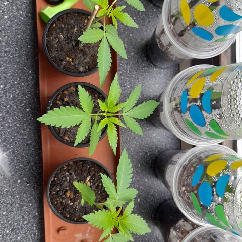 Gorilla Sherbet  growlog timeline photo