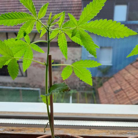 Gorilla Sherbet  growlog timeline photo