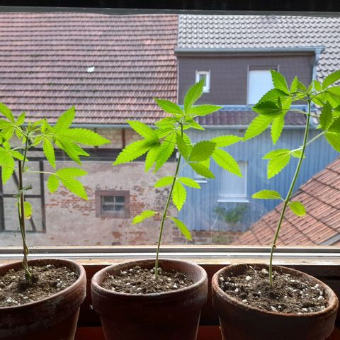 Gorilla Sherbet  growlog timeline photo