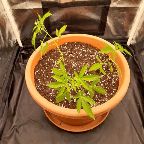 Gorilla Sherbet  growlog timeline photo