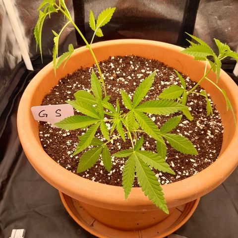 Gorilla Sherbet  growlog timeline photo