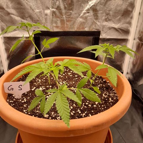 Gorilla Sherbet  growlog timeline photo