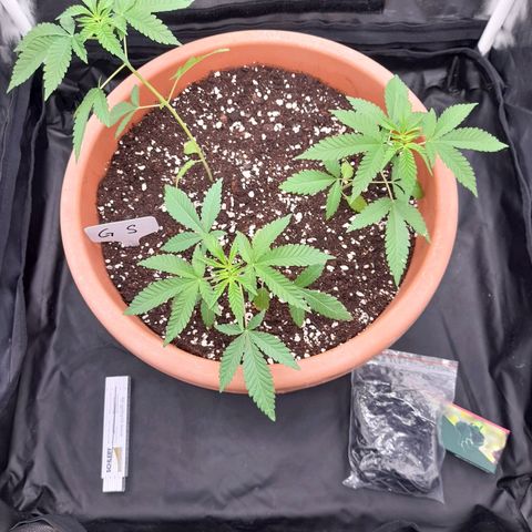 Gorilla Sherbet  growlog timeline photo