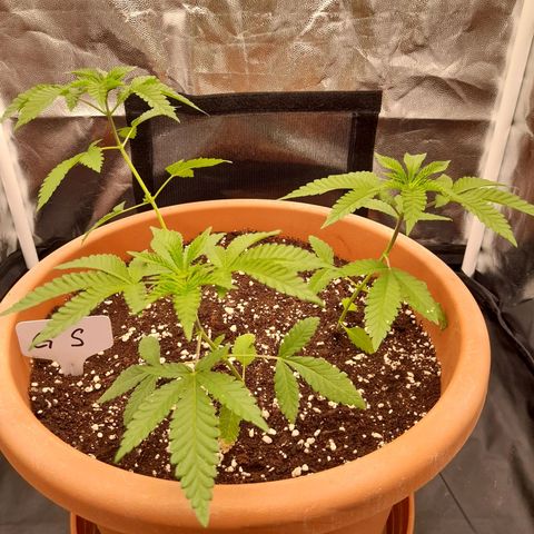 Gorilla Sherbet  growlog timeline photo