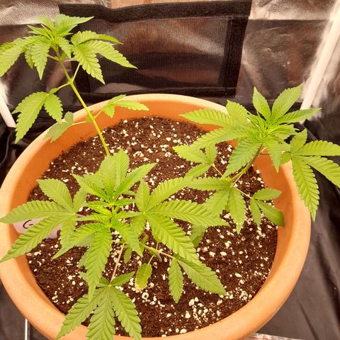 Gorilla Sherbet  growlog timeline photo