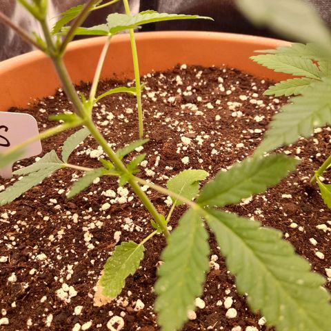 Gorilla Sherbet  growlog timeline photo