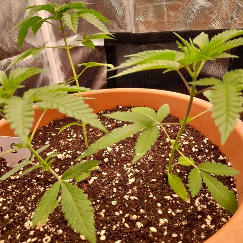 Gorilla Sherbet  growlog timeline photo