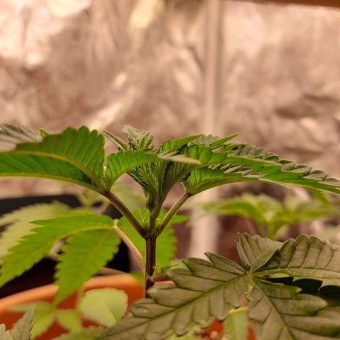 Gorilla Sherbet  growlog timeline photo