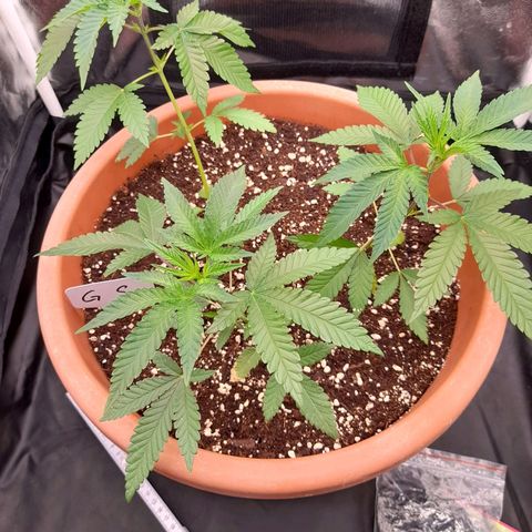 Gorilla Sherbet  growlog timeline photo