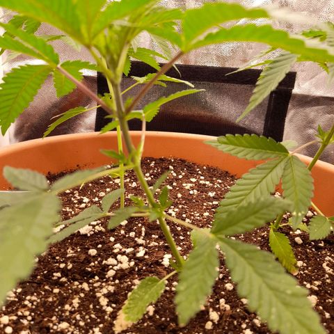 Gorilla Sherbet  growlog timeline photo