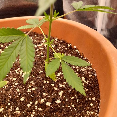 Gorilla Sherbet  growlog timeline photo