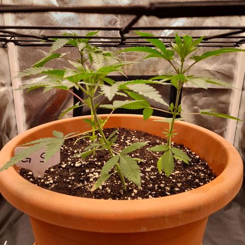 Gorilla Sherbet  growlog timeline photo