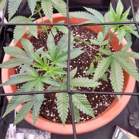 Gorilla Sherbet  growlog timeline photo