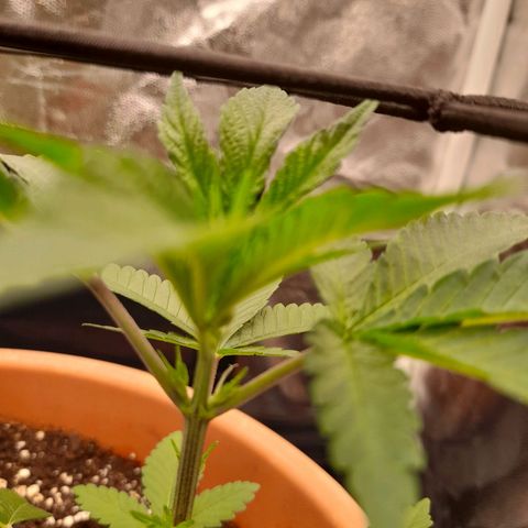 Gorilla Sherbet  growlog photo: Vorblüte in der Nodie zu erkennen 