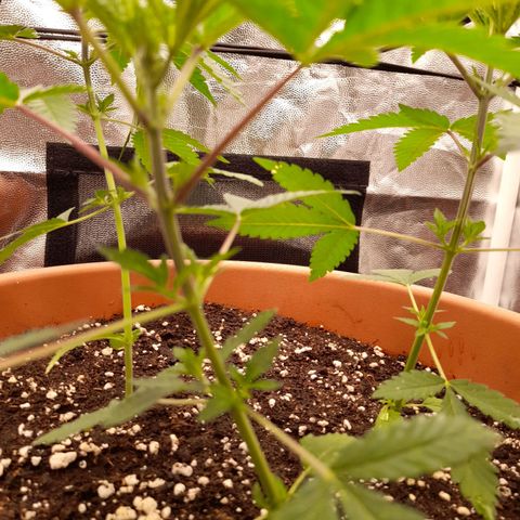 Gorilla Sherbet  growlog photo: Seitentriebe wachsen langsam 