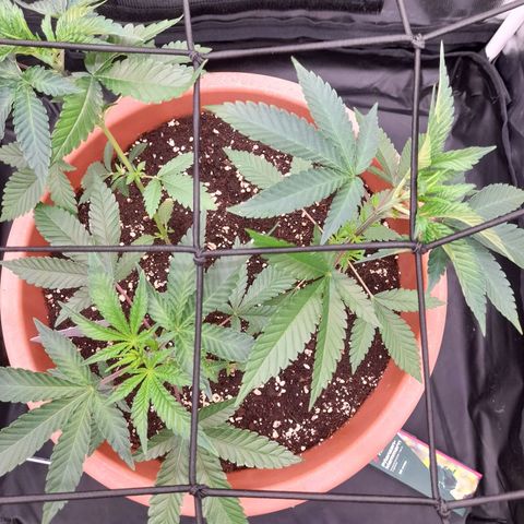 Gorilla Sherbet  growlog timeline photo