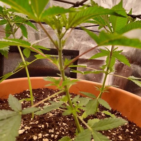 Gorilla Sherbet  growlog timeline photo