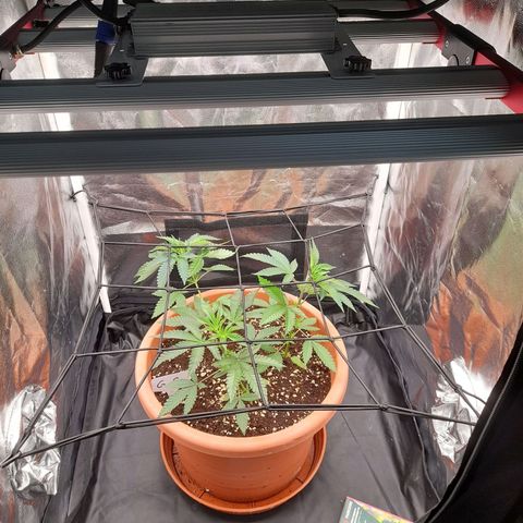 Gorilla Sherbet  growlog timeline photo